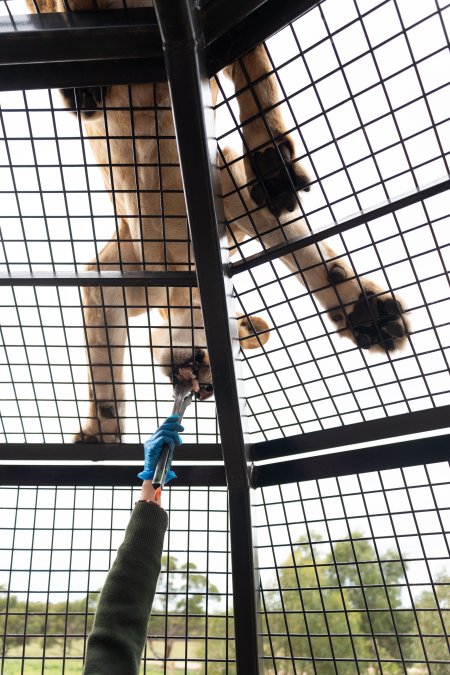 Lions at Monarto Safari Park