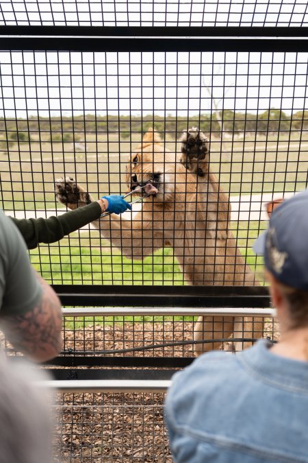 Lions at Monarto Safari Park