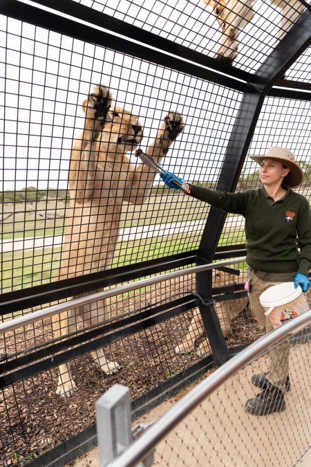 Lions at Monarto Safari Park