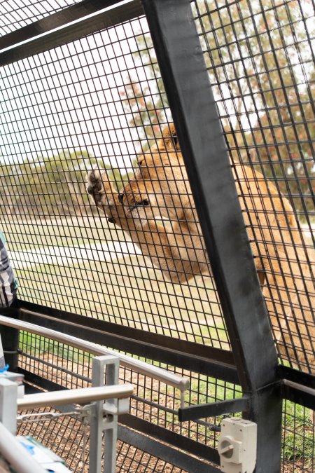 Lions at Monarto Safari Park