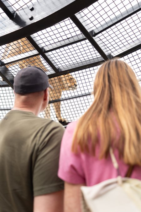 Lions at Monarto Safari Park