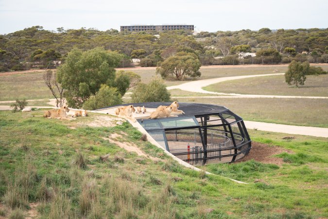 Lions at Monarto Safari Park