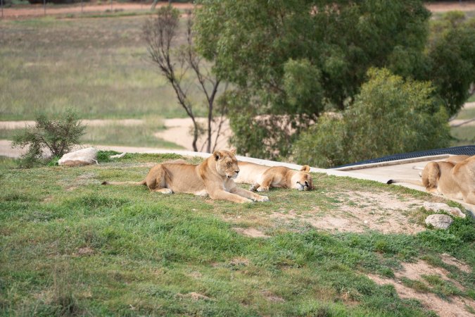 Lions at Monarto Safari Park