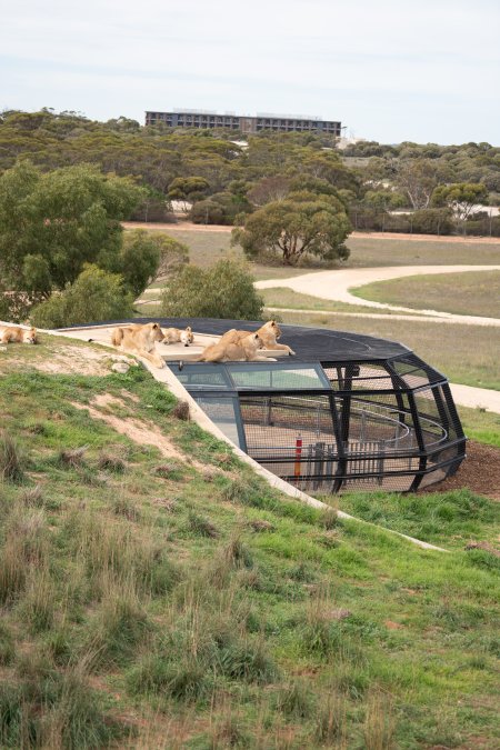 Lions at Monarto Safari Park