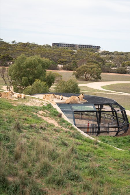 Lions at Monarto Safari Park