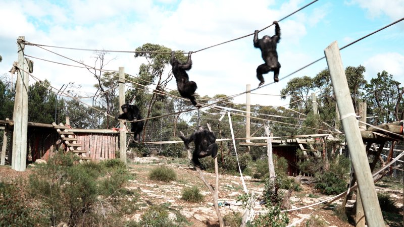 Chimpanzees at Monarto Safari Park