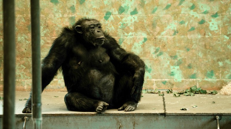 Chimpanzees at Monarto Safari Park