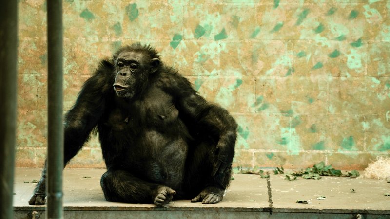 Chimpanzees at Monarto Safari Park