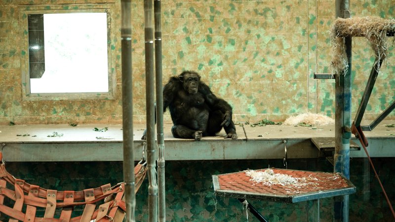 Chimpanzees at Monarto Safari Park