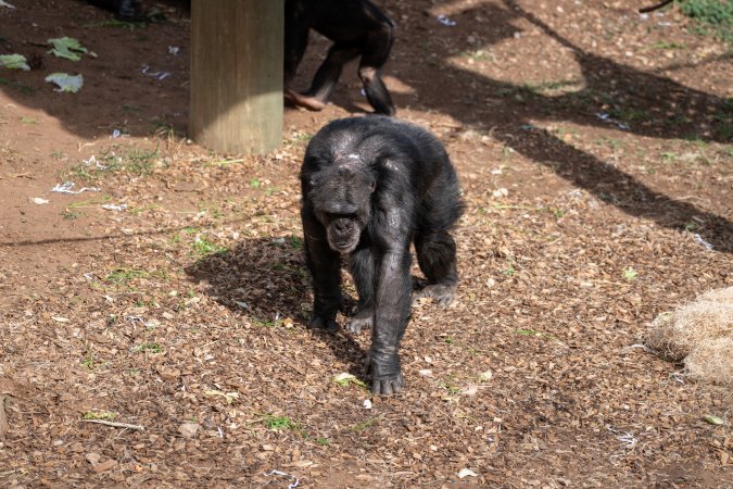 Chimpanzees at Monarto Safari Park