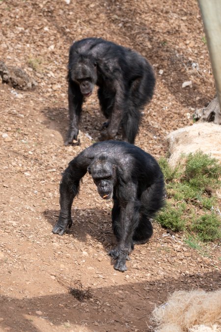 Chimpanzees at Monarto Safari Park