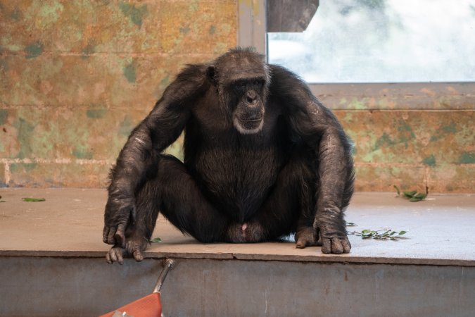 Chimpanzees at Monarto Safari Park