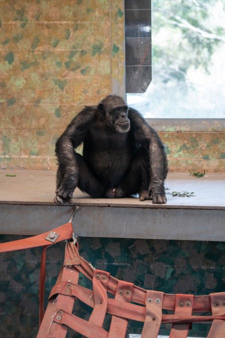 Chimpanzees at Monarto Safari Park