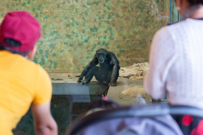 Chimpanzees at Monarto Safari Park