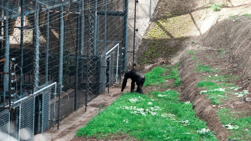 Chimpanzees at Monarto Safari Park
