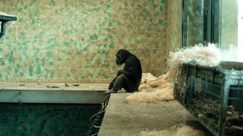 Chimpanzees at Monarto Safari Park