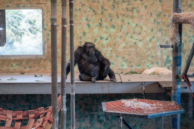 Chimpanzees at Monarto Safari Park