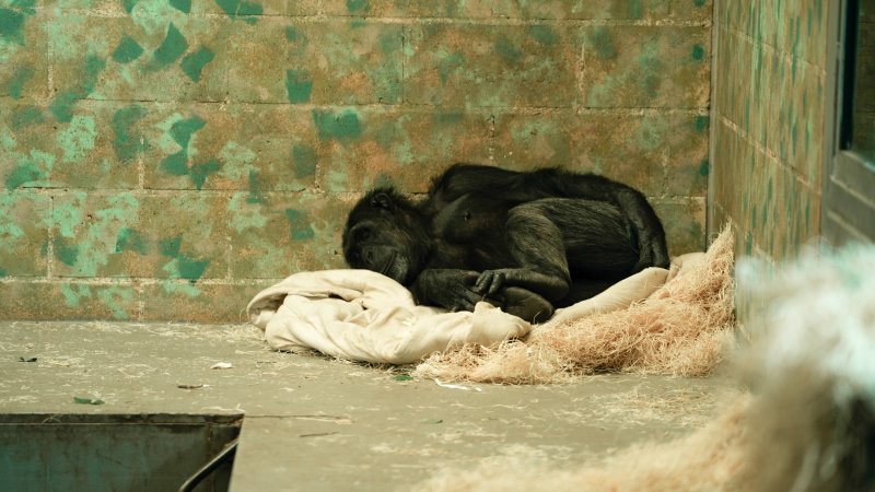 Chimpanzees at Monarto Safari Park