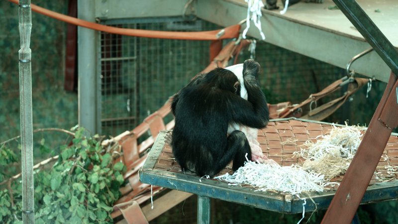 Chimpanzees at Monarto Safari Park