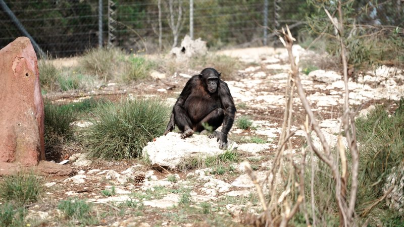 Chimpanzees at Monarto Safari Park