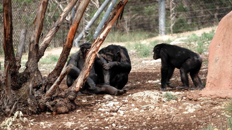 Chimpanzees at Monarto Safari Park