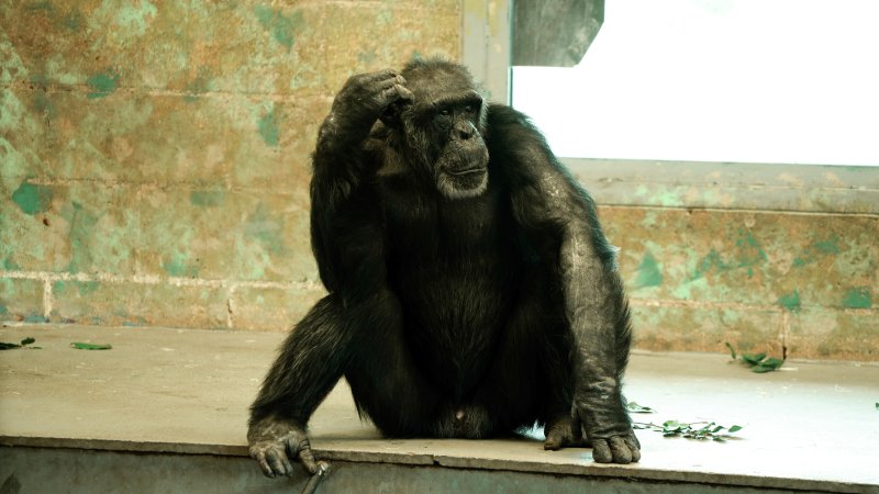 Chimpanzees at Monarto Safari Park