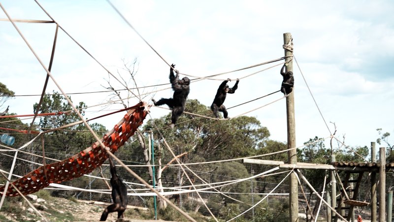 Chimpanzees at Monarto Safari Park