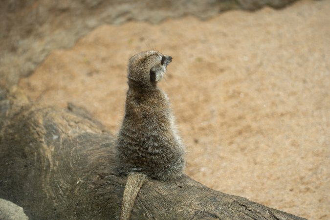 Meerkat in enclosure
