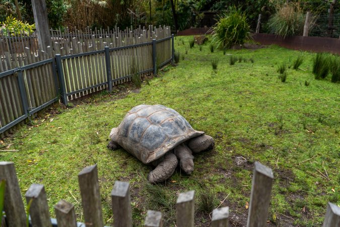 Giant tortoise