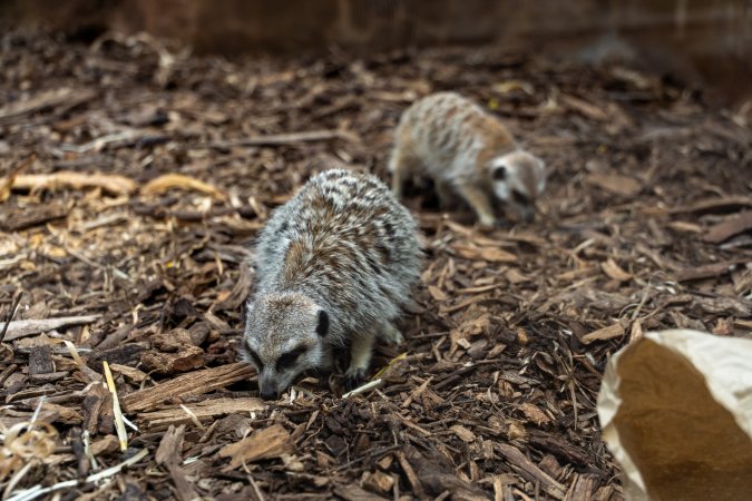 Meerkat in enclosure