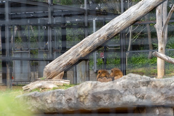 Caged lions