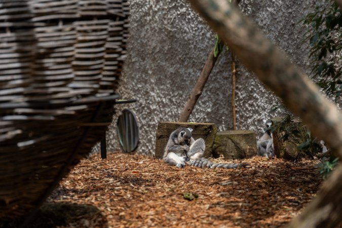 Lemurs