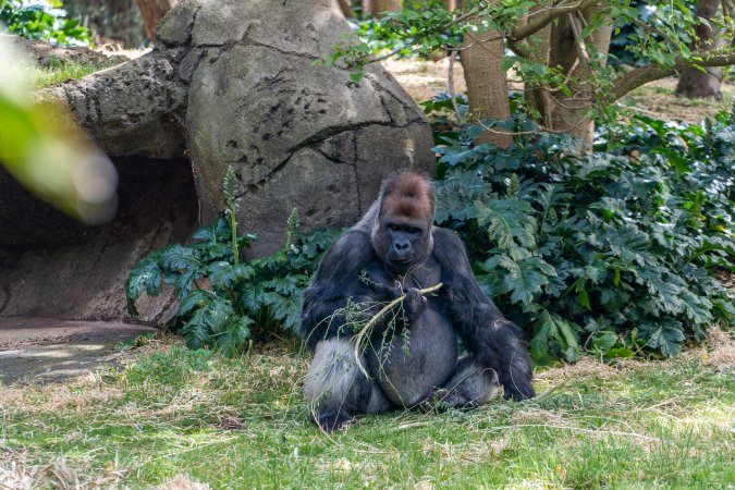 Gorilla enclosure