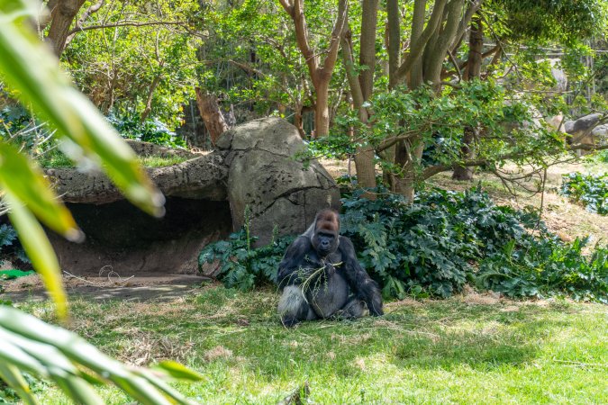Gorilla enclosure
