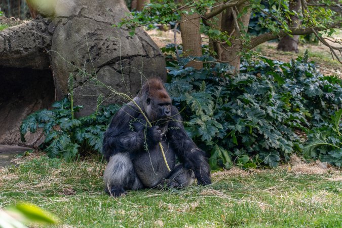 Gorilla enclosure
