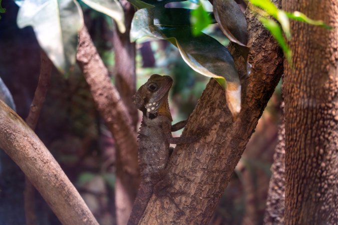 Reptile house