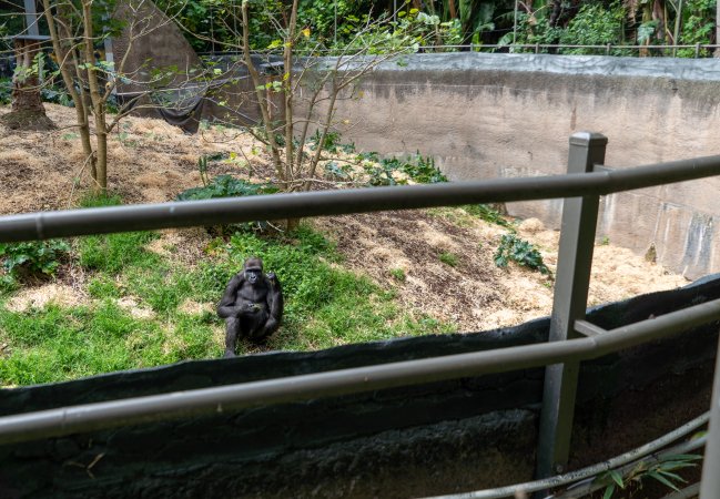Gorilla enclosure