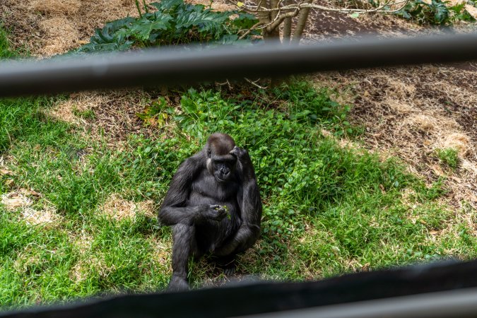 Gorilla enclosure