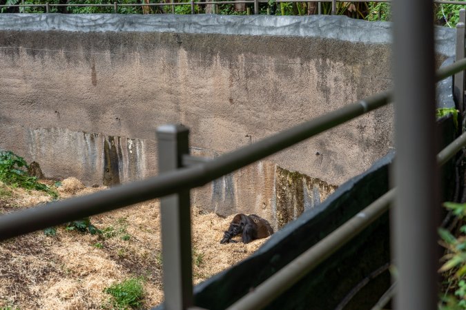 Gorilla enclosure