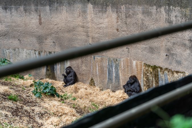 Gorilla enclosure