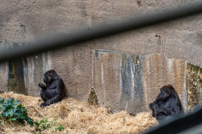 Gorilla enclosure