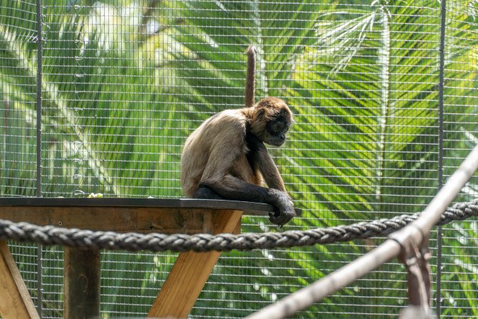 Monkeys in enclosure