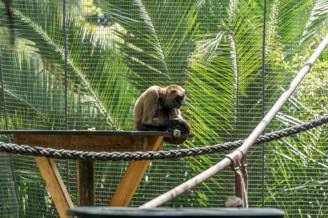 Monkeys in enclosure