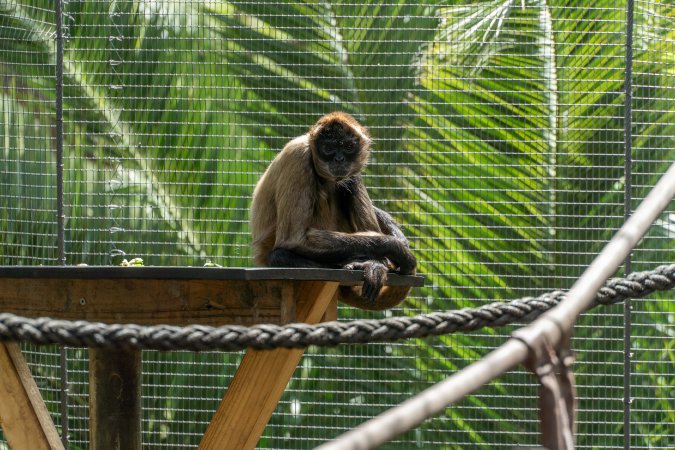 Monkeys in enclosure