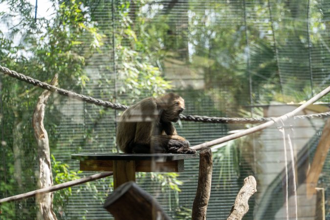 Monkeys in enclosure