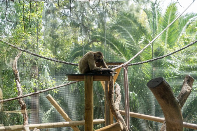 Monkeys in enclosure