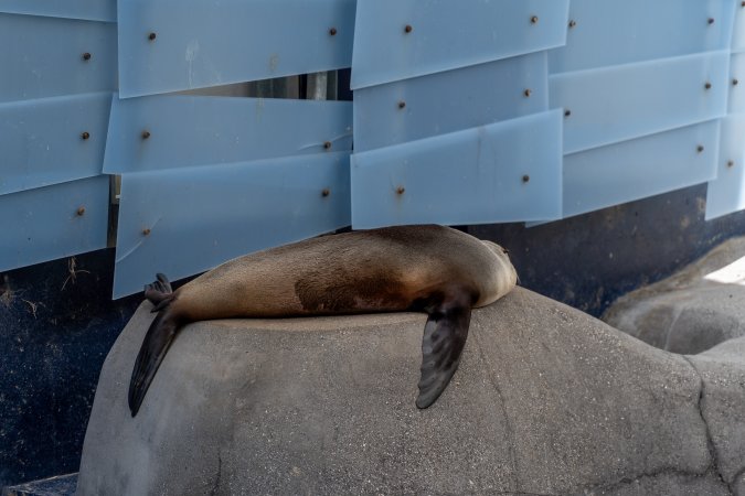 Seal on rock
