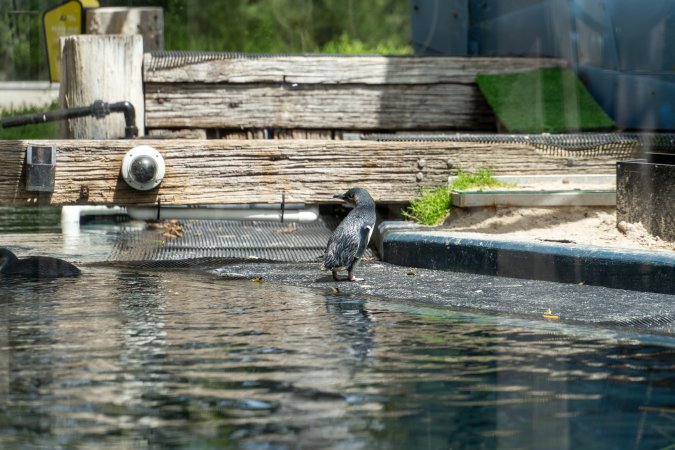 Penguin enclosure