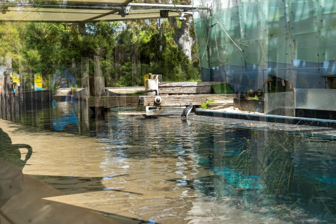 Penguin enclosure