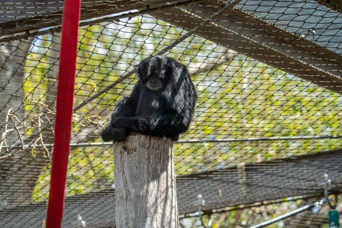 Primate enclosure